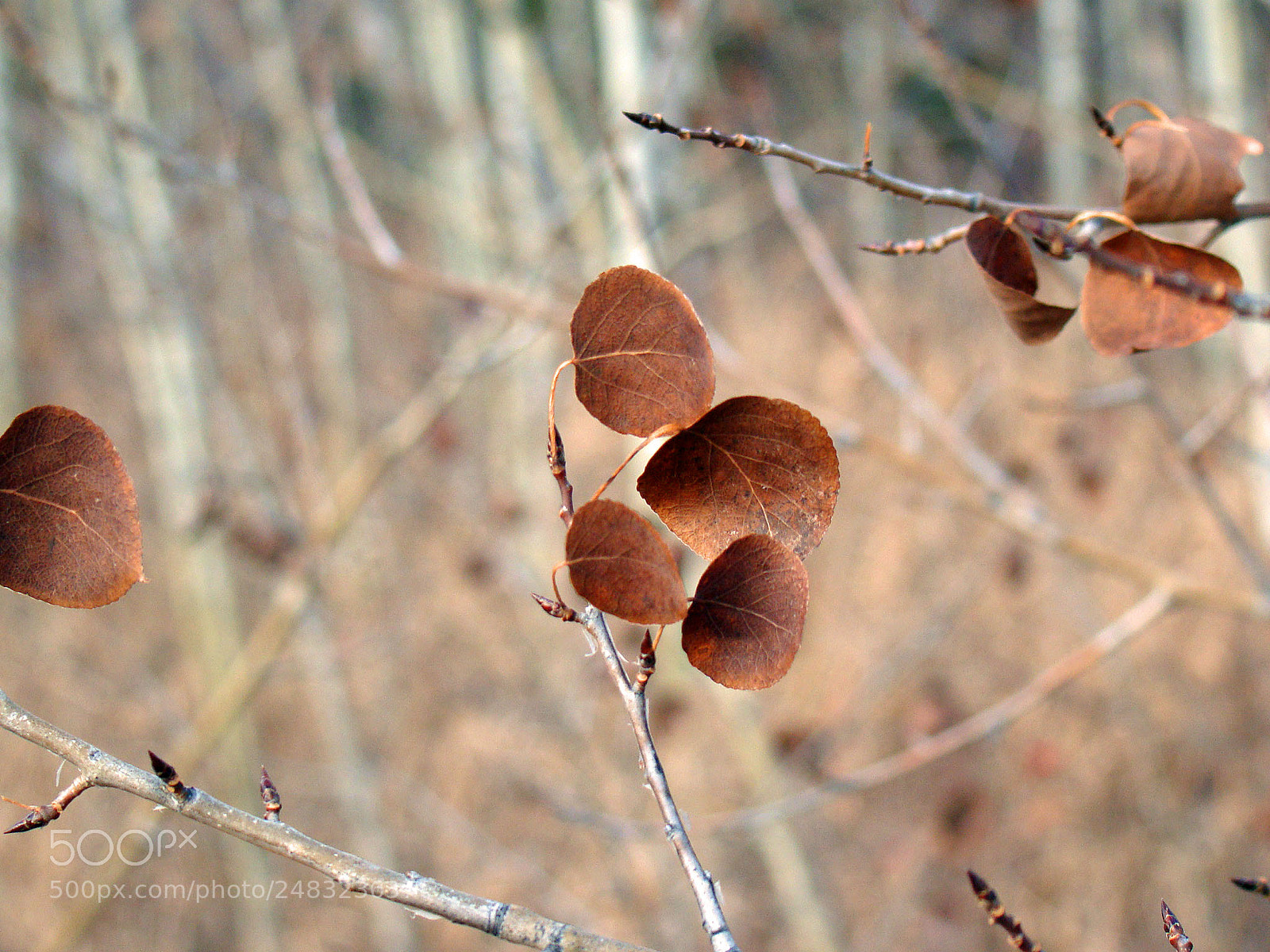 Sony Cyber-shot DSC-H50 sample photo. Dry leaves photography