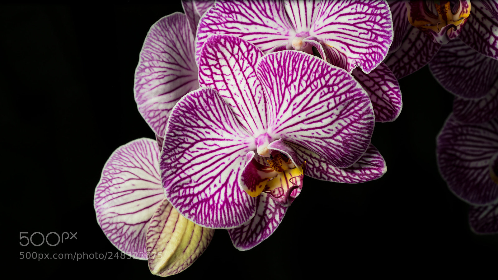 Sony a7R III sample photo. Orchid photography
