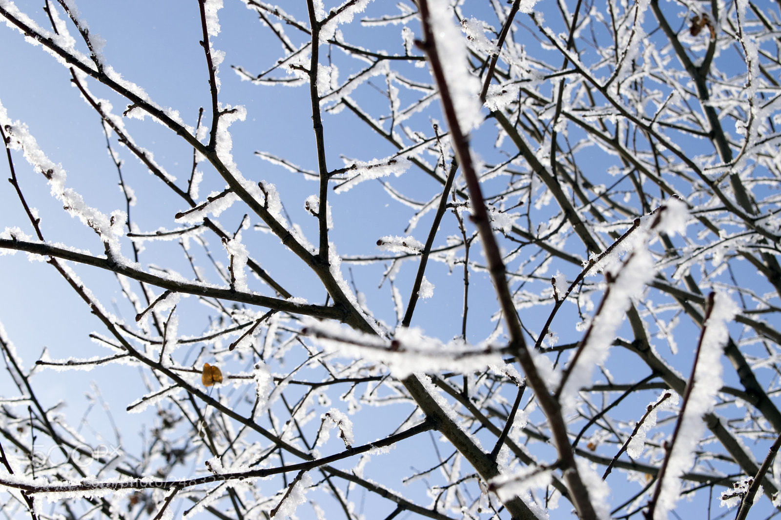 Nikon D5300 sample photo. Winter photography