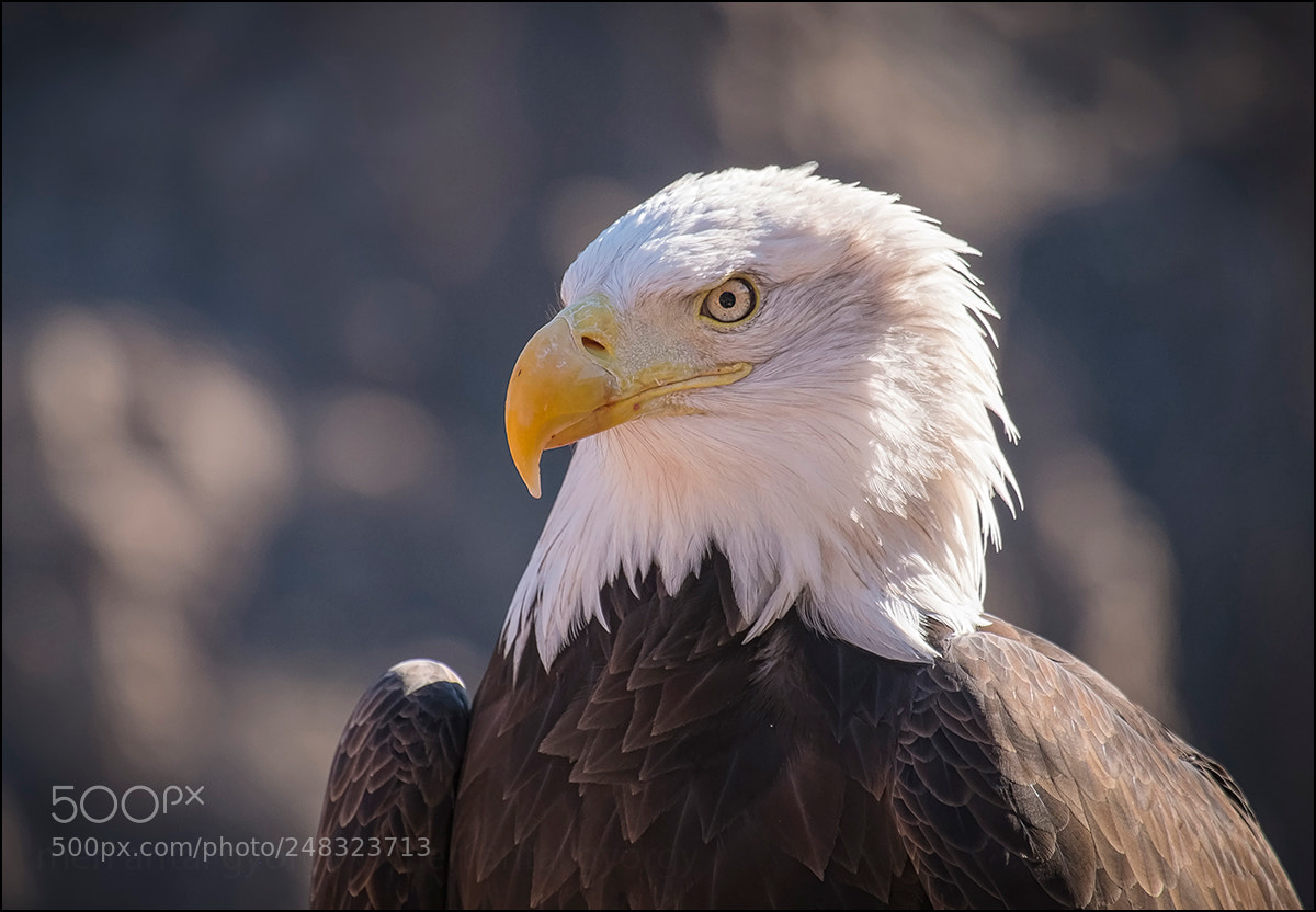 Fujifilm X-E1 sample photo. Eagle photography