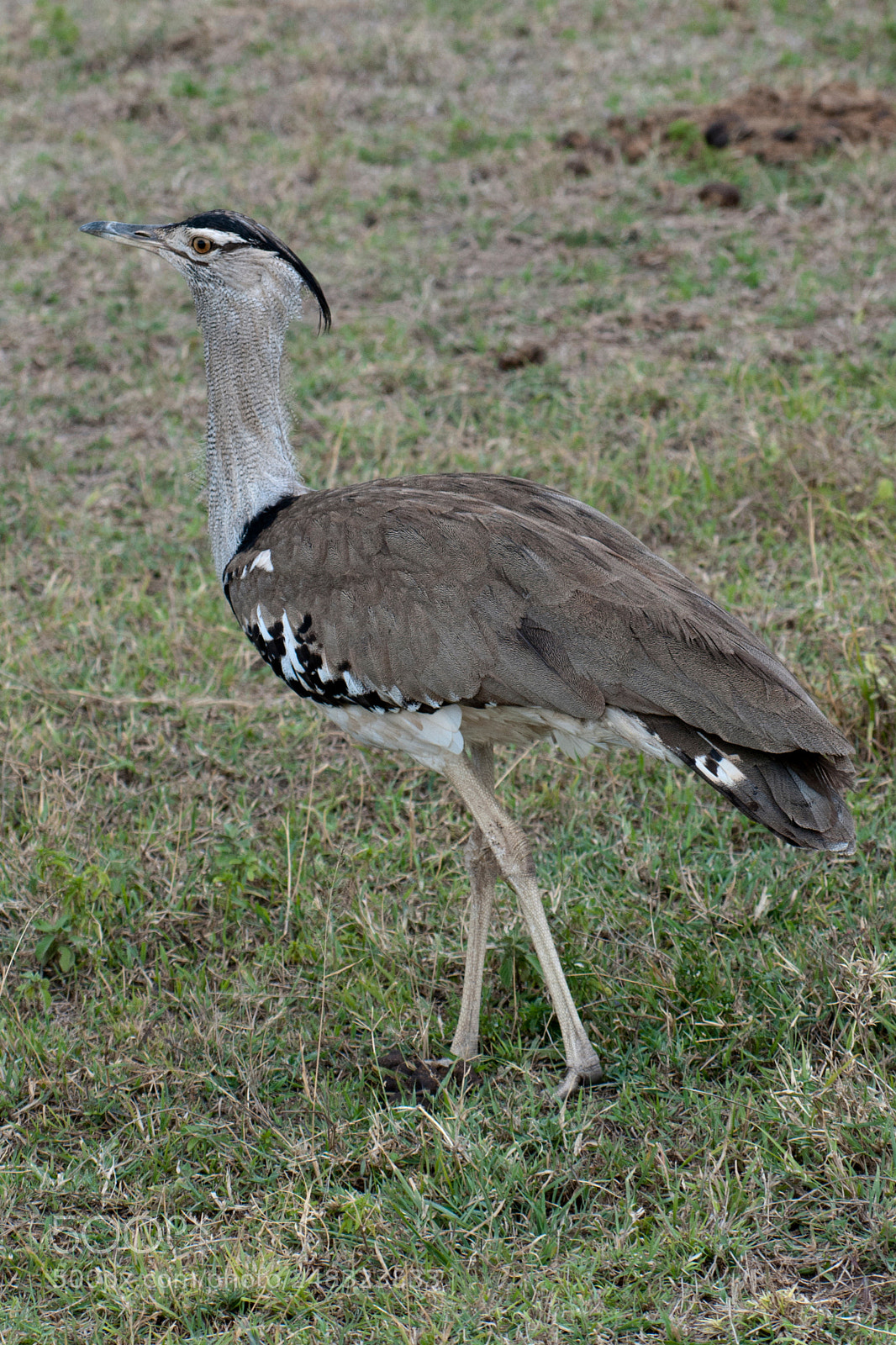 Nikon D300S sample photo. Bustard photography