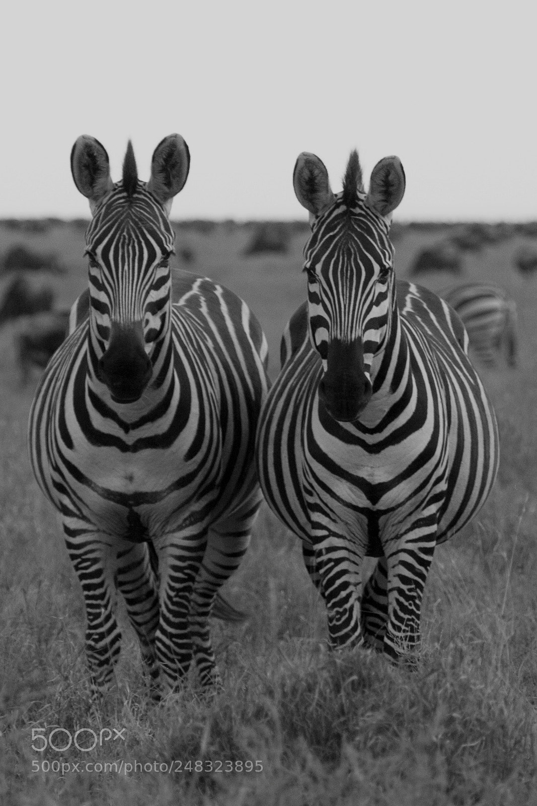 Nikon D300S sample photo. Zebras photography