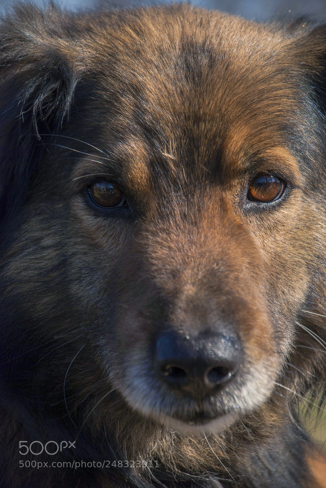 Nikon D80 sample photo. A dog called the photography