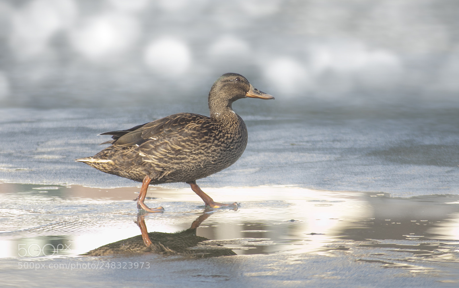 Canon EOS 50D sample photo. Slipping on melting ice photography