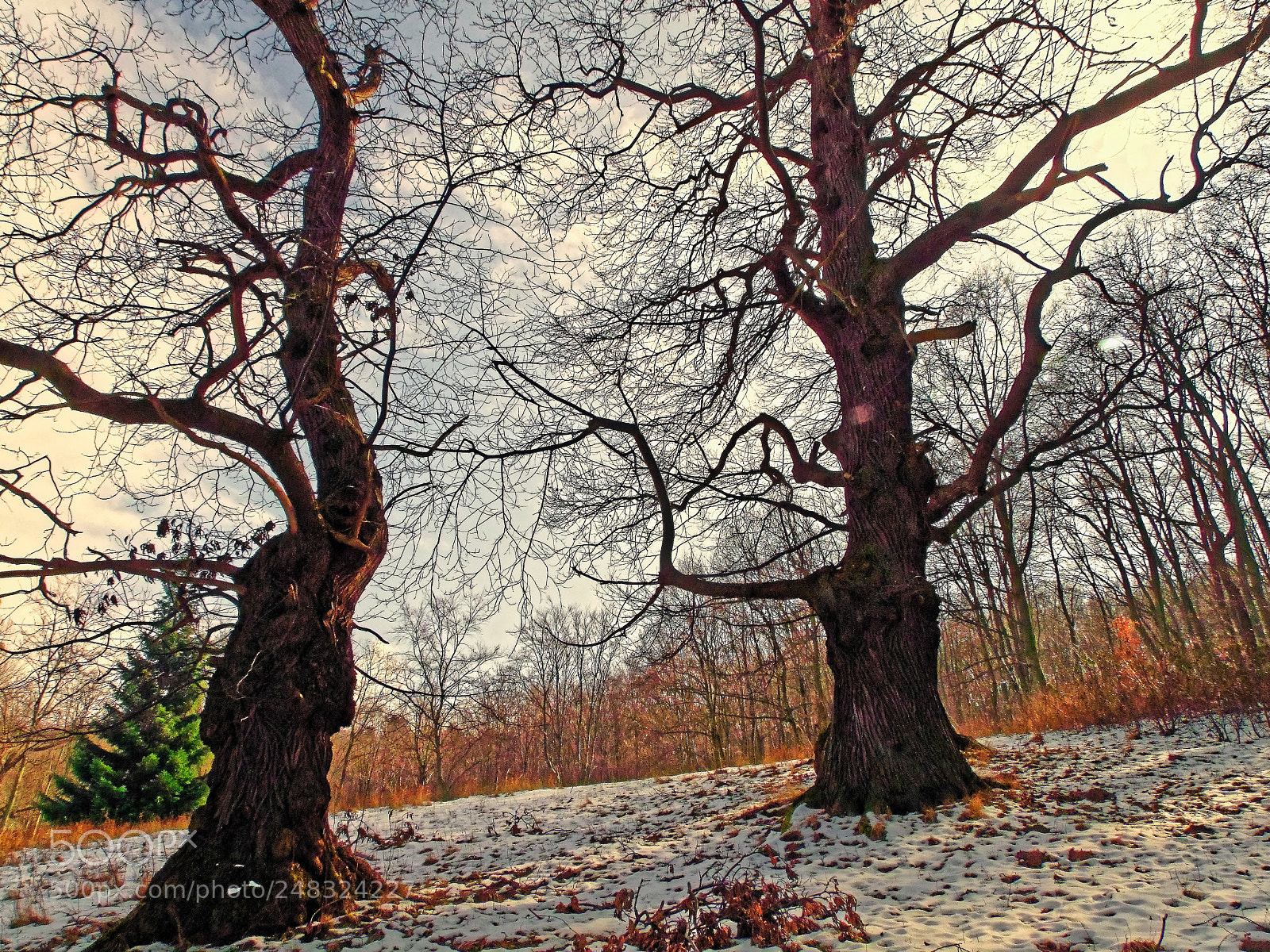 Fujifilm FinePix S100fs sample photo. Two old trees photography