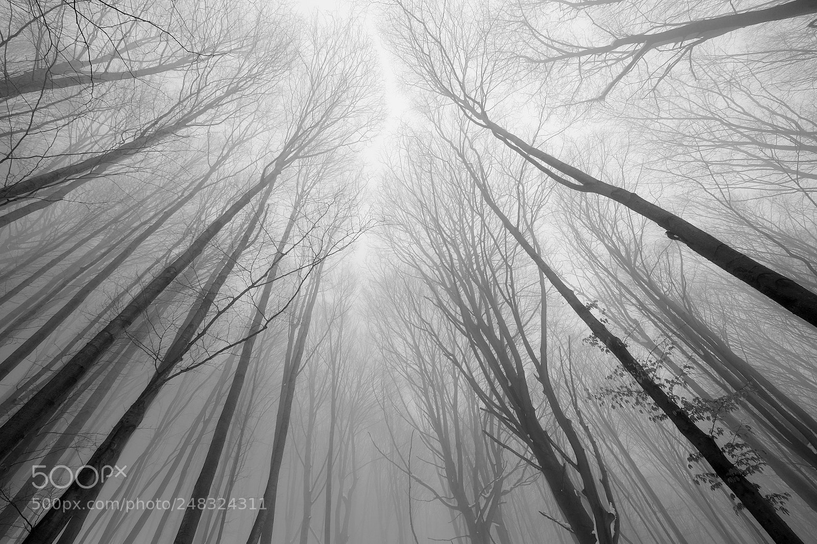 Fujifilm X-T1 sample photo. Forest photography