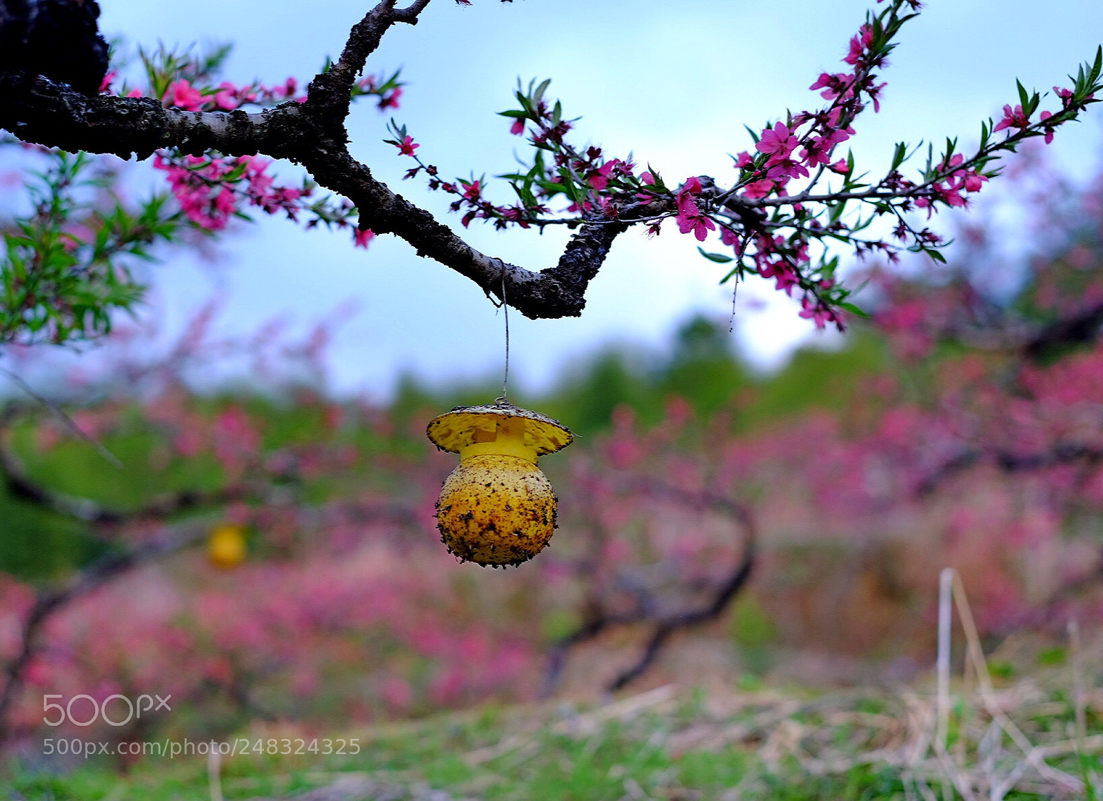 Fujifilm X-T1 sample photo. 三生三世十里桃花 photography
