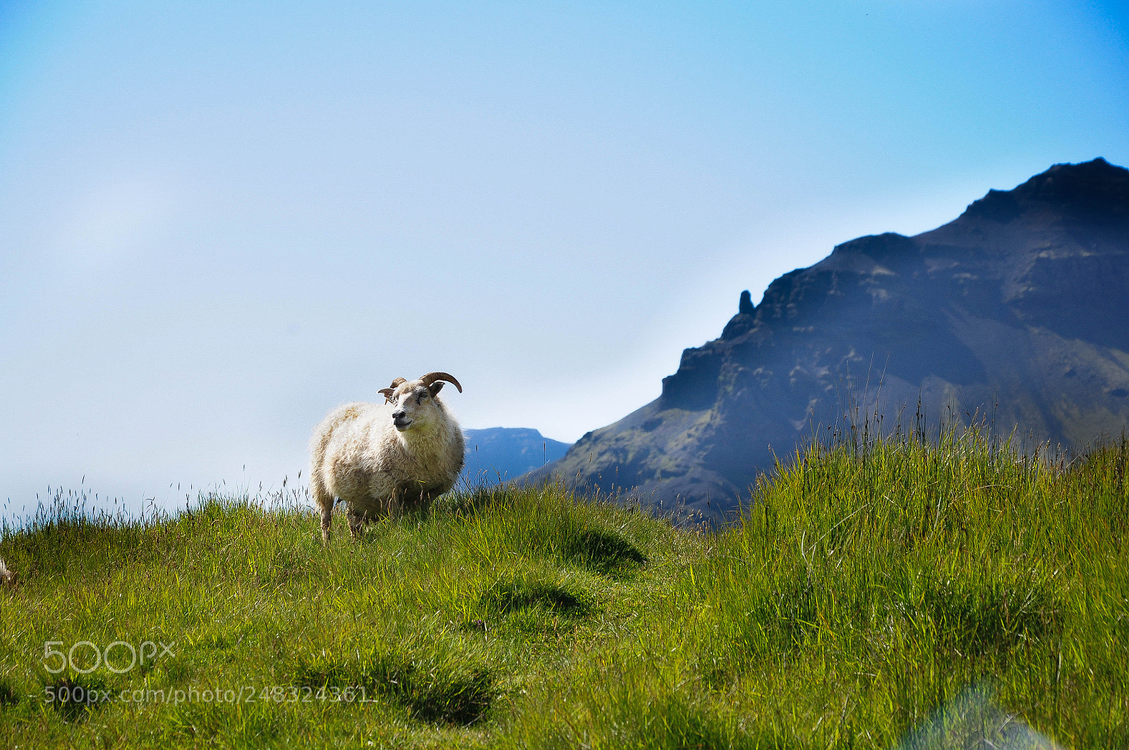 Nikon D90 sample photo. The mighty sheep of photography