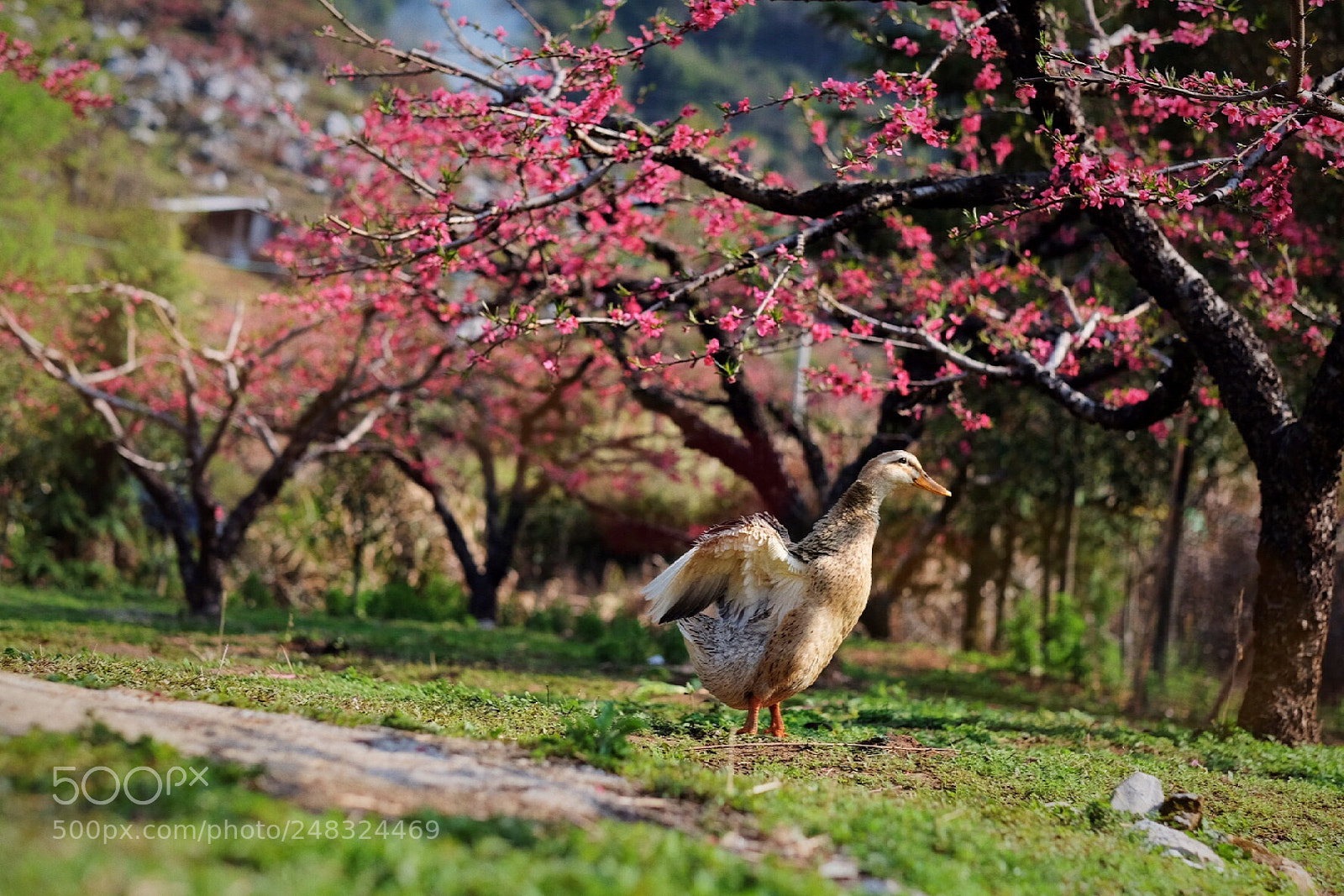 Fujifilm X-T1 sample photo. 三生三世十里桃花 photography