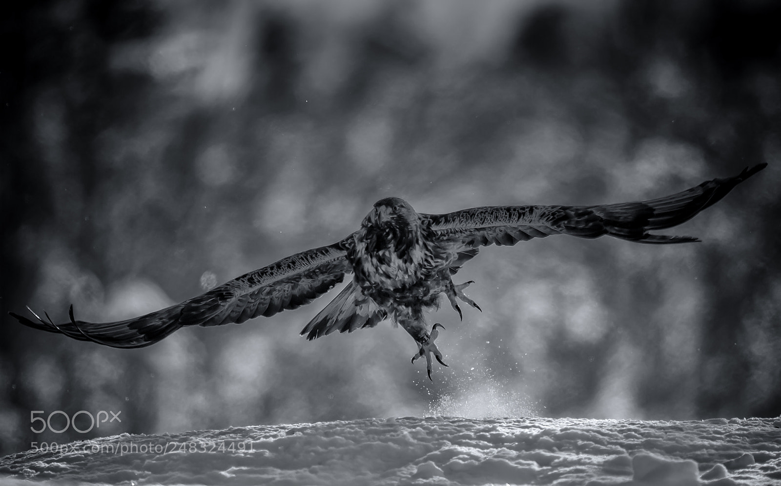 Nikon D5 sample photo. Golden eagle b&w photography