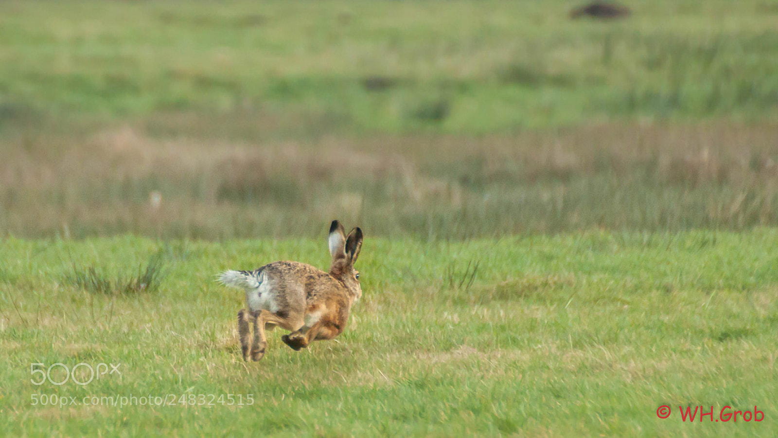 Canon EOS 50D sample photo. Hare / haas photography