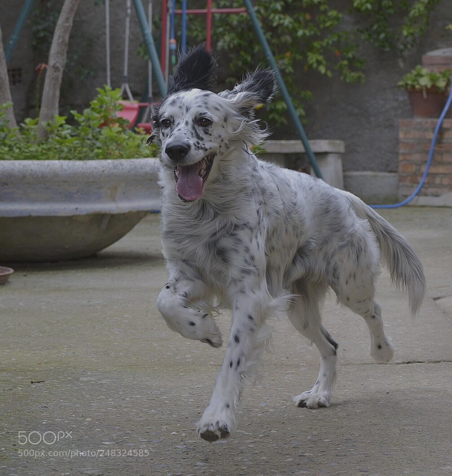 Nikon D3100 sample photo. My iris, english setter photography