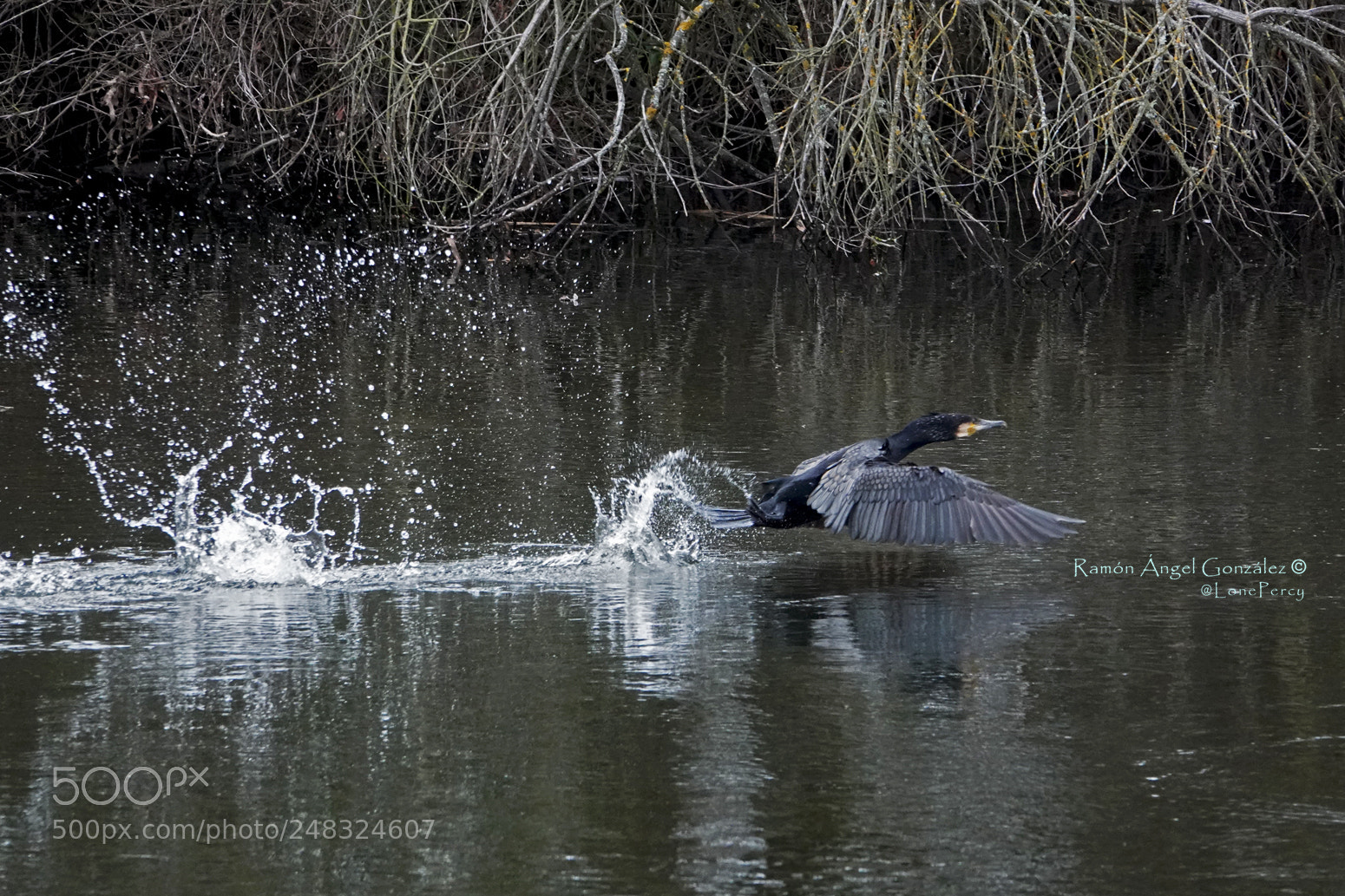 Sony Cyber-shot DSC-RX10 IV sample photo. Great cormorant hoisting the photography