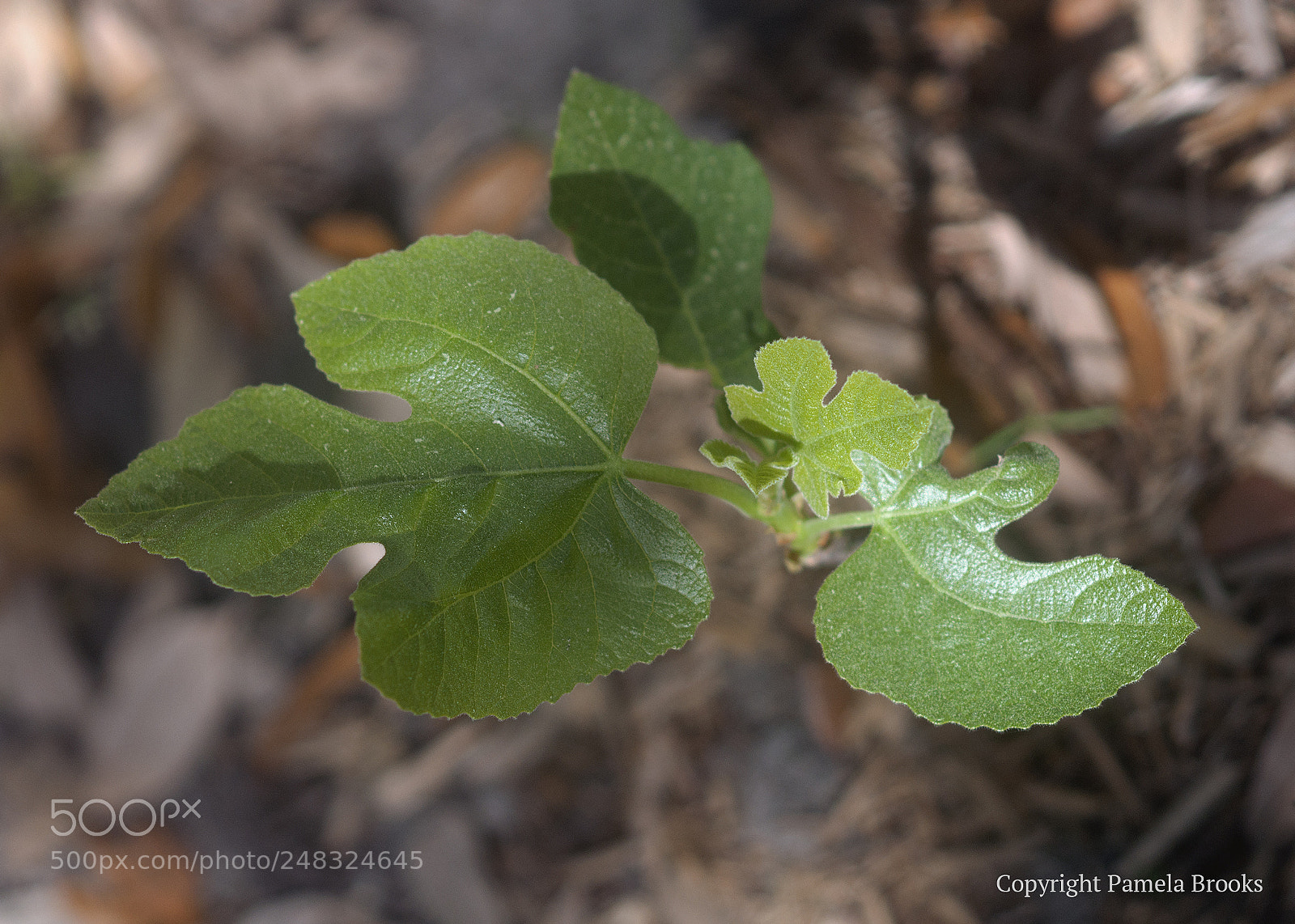 Nikon D90 sample photo. Fig leaves photography