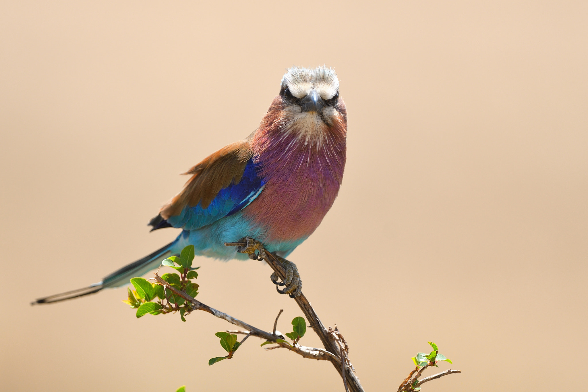 Nikon D500 + Nikon AF-S Nikkor 500mm F4G ED VR sample photo. Lilac-breasted roller photography