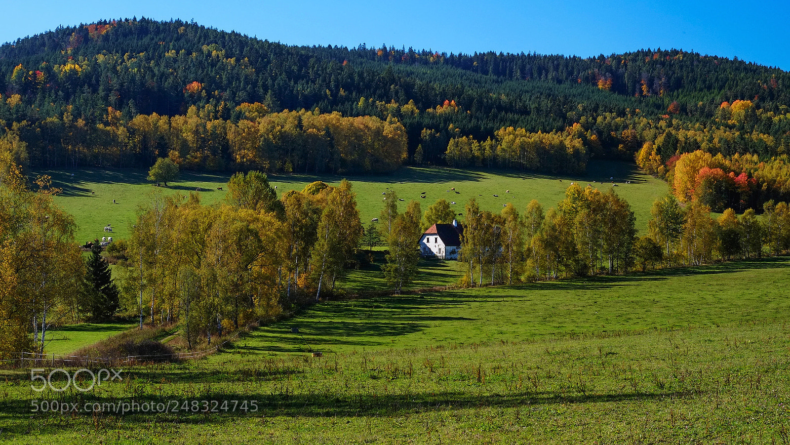 Fujifilm X-E1 sample photo. On pastures photography