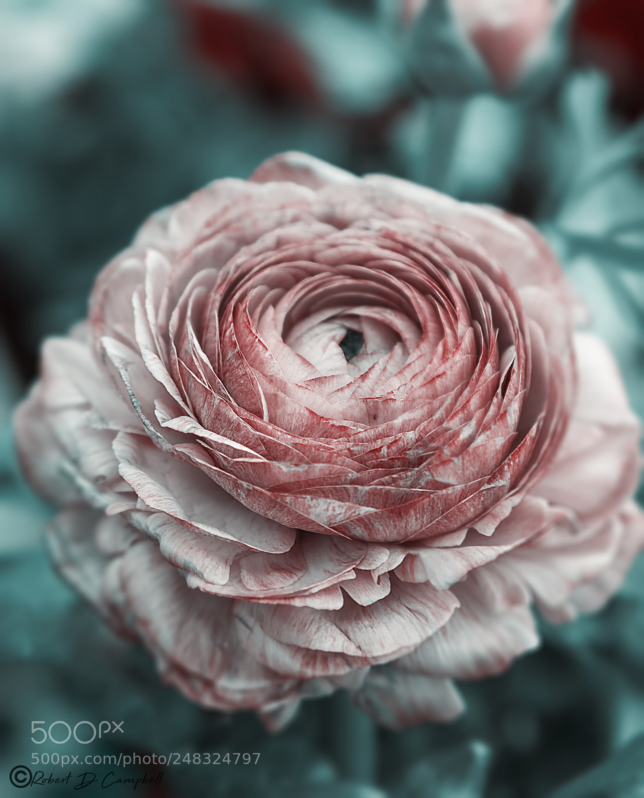 Canon EOS 50D sample photo. A rose by any photography