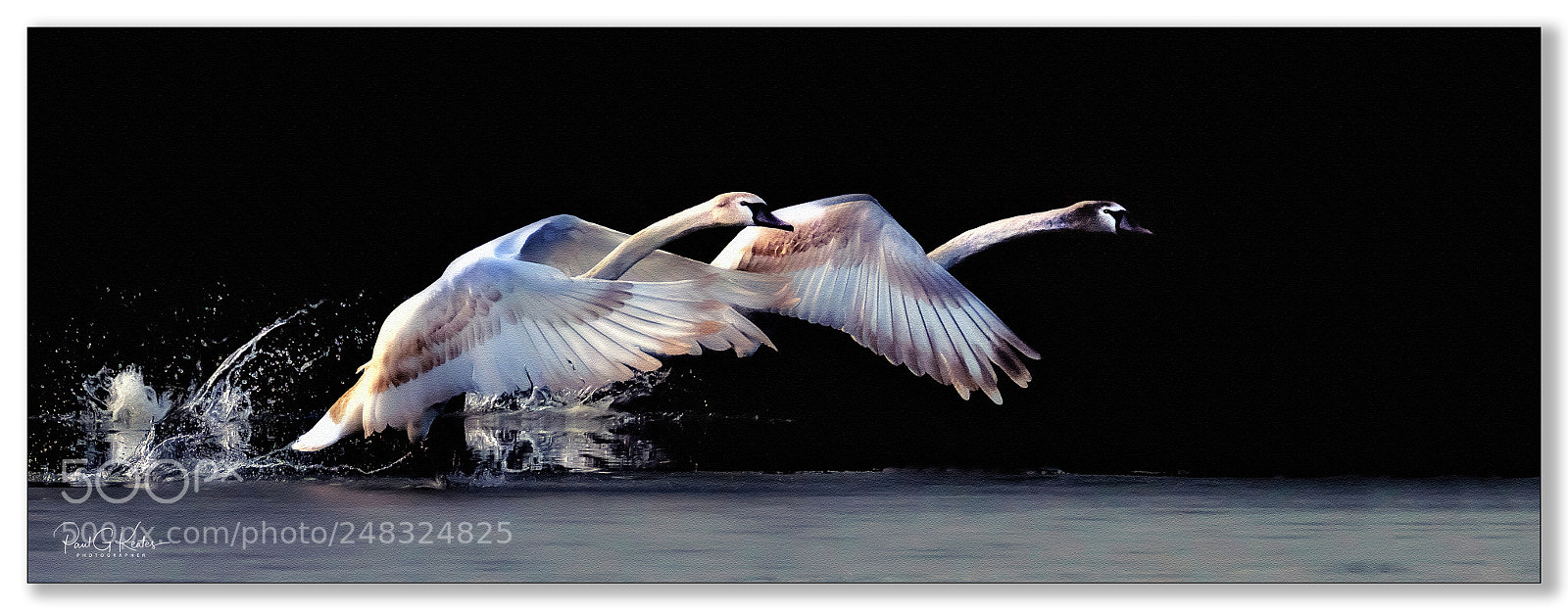 Fujifilm X-T2 sample photo. Duo cygnet take off .... photography