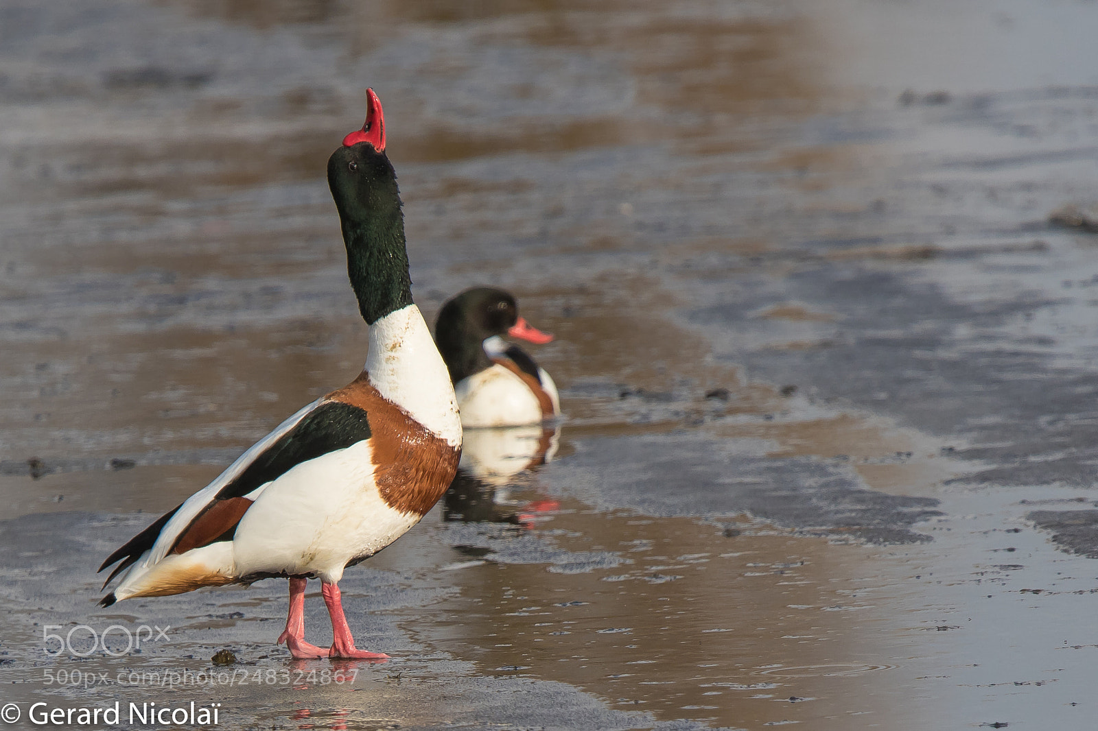 Canon EOS 7D Mark II sample photo. Common shelduck o the photography