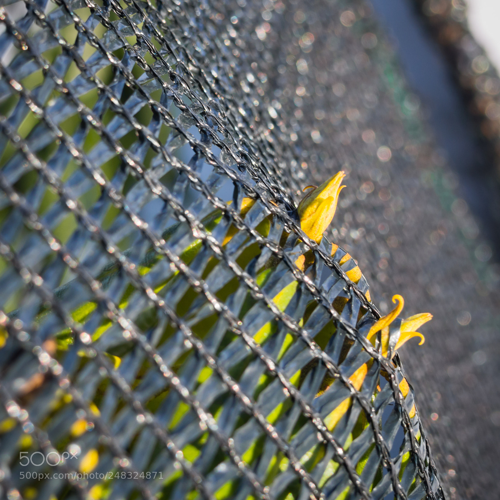 Olympus PEN E-PL5 sample photo. Curious photography
