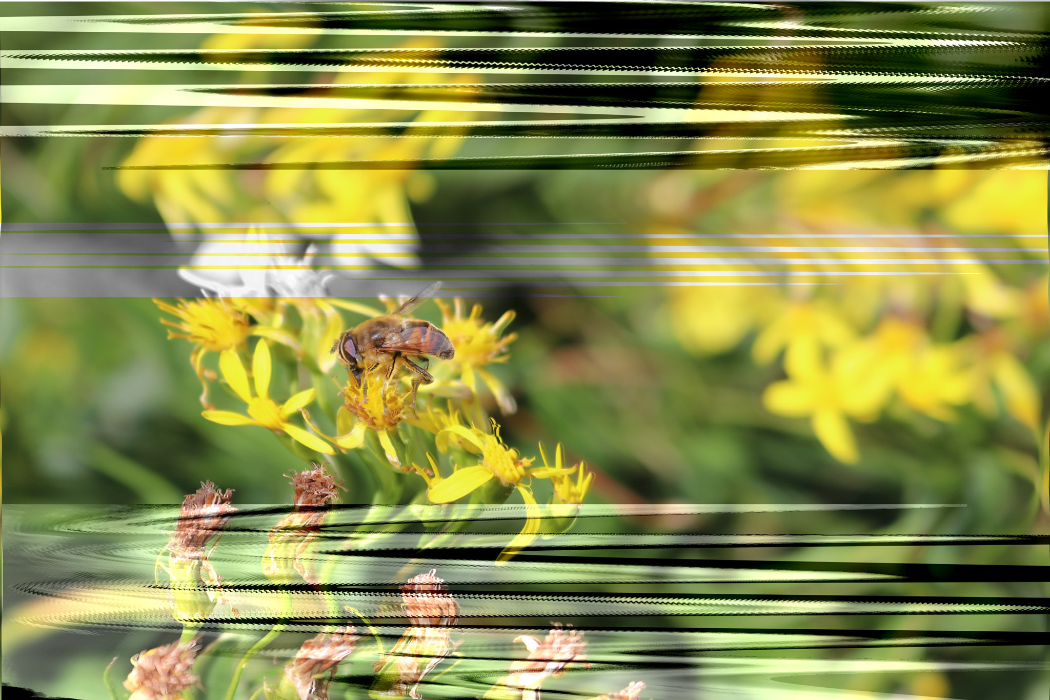Canon EOS 80D sample photo. Bee photography