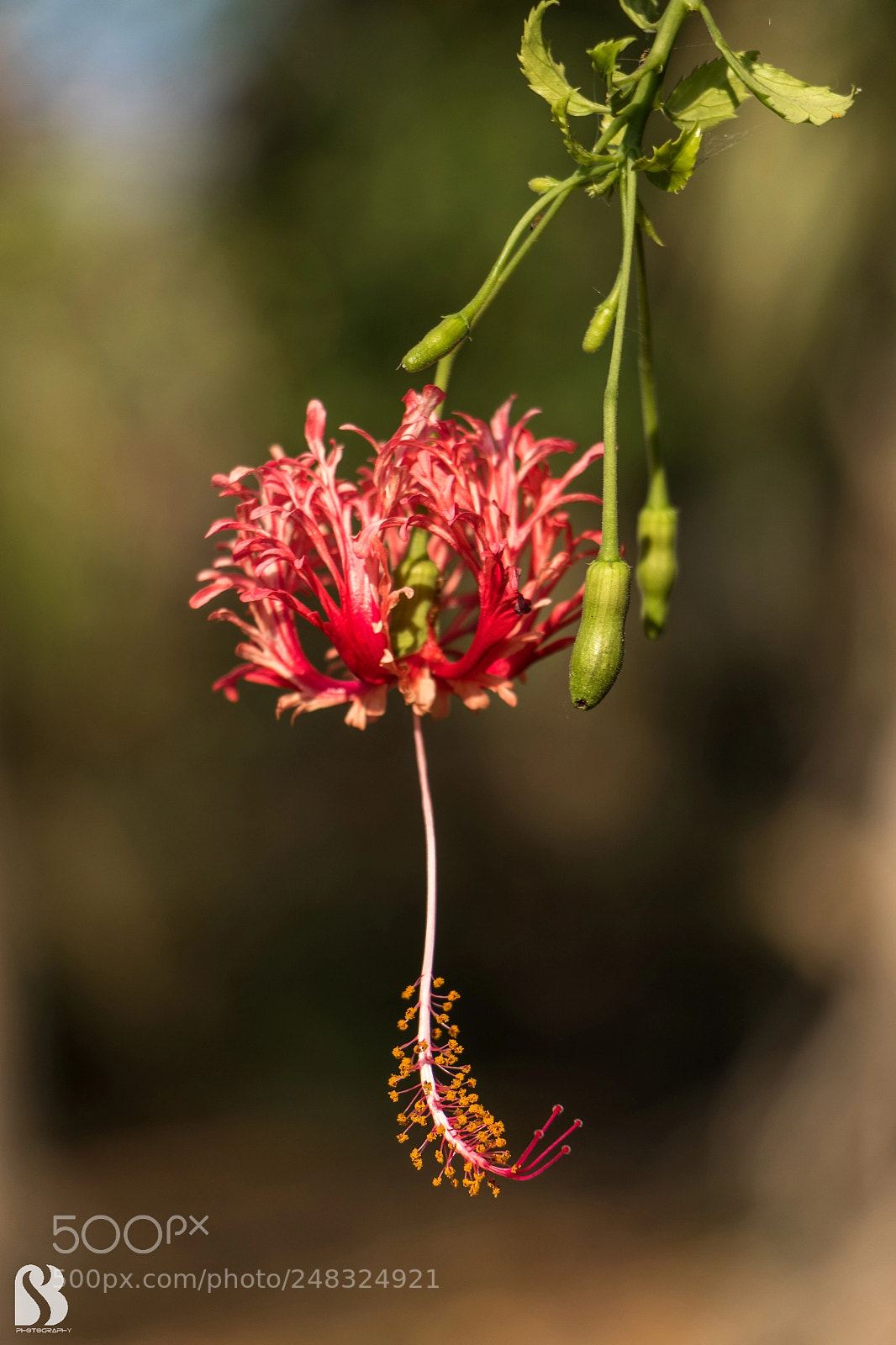 Canon EOS 7D Mark II sample photo. Hibiscus photography