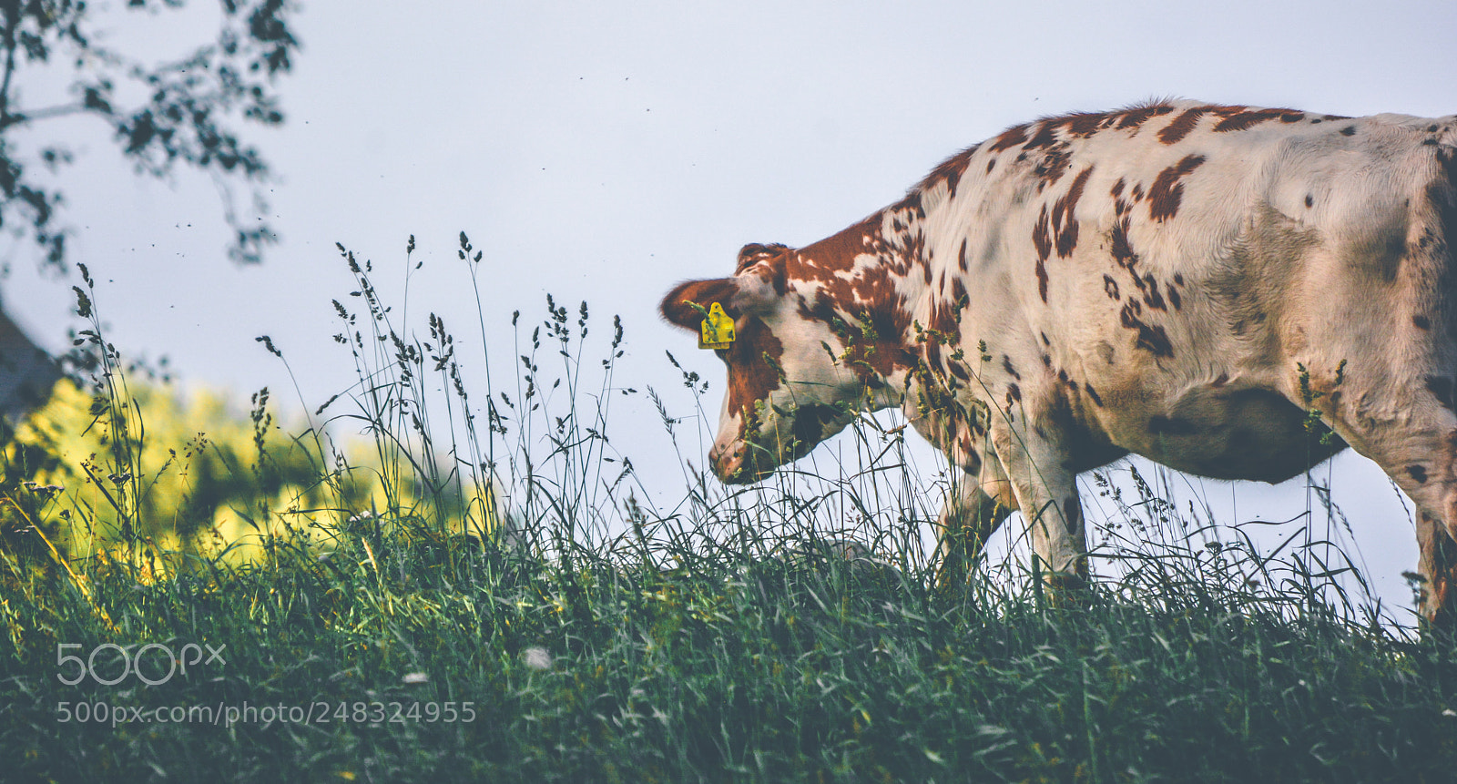 Nikon D7100 sample photo. Cow photography