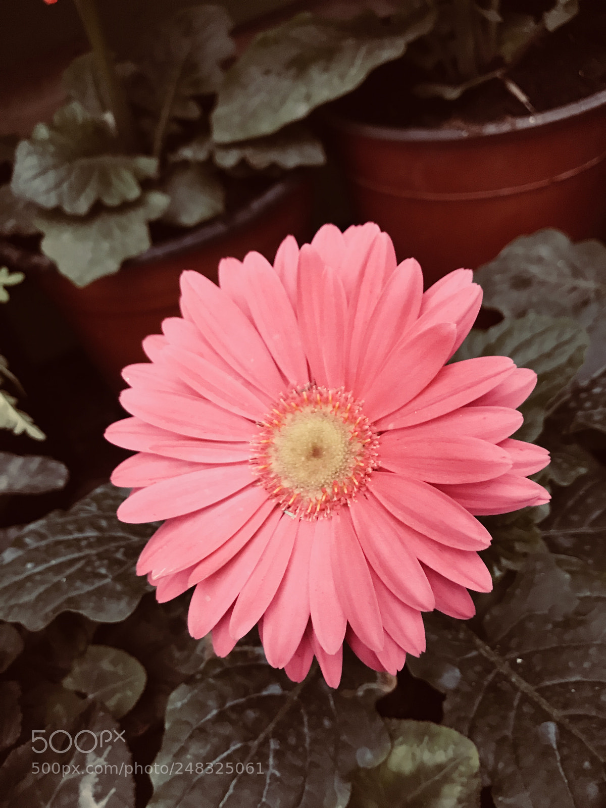 Apple iPhone 7 sample photo. Untitled photography