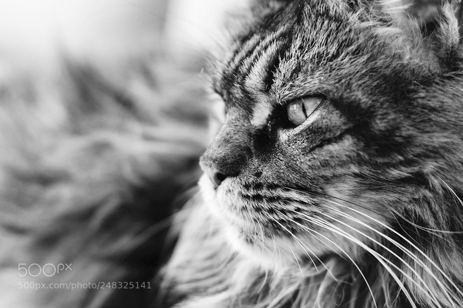 Canon EOS 700D (EOS Rebel T5i / EOS Kiss X7i) sample photo. Meine katze photography