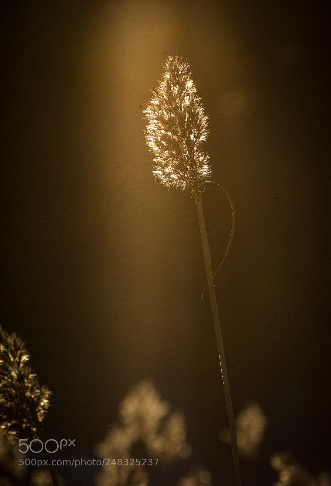 Nikon D7200 sample photo. Ray of light photography