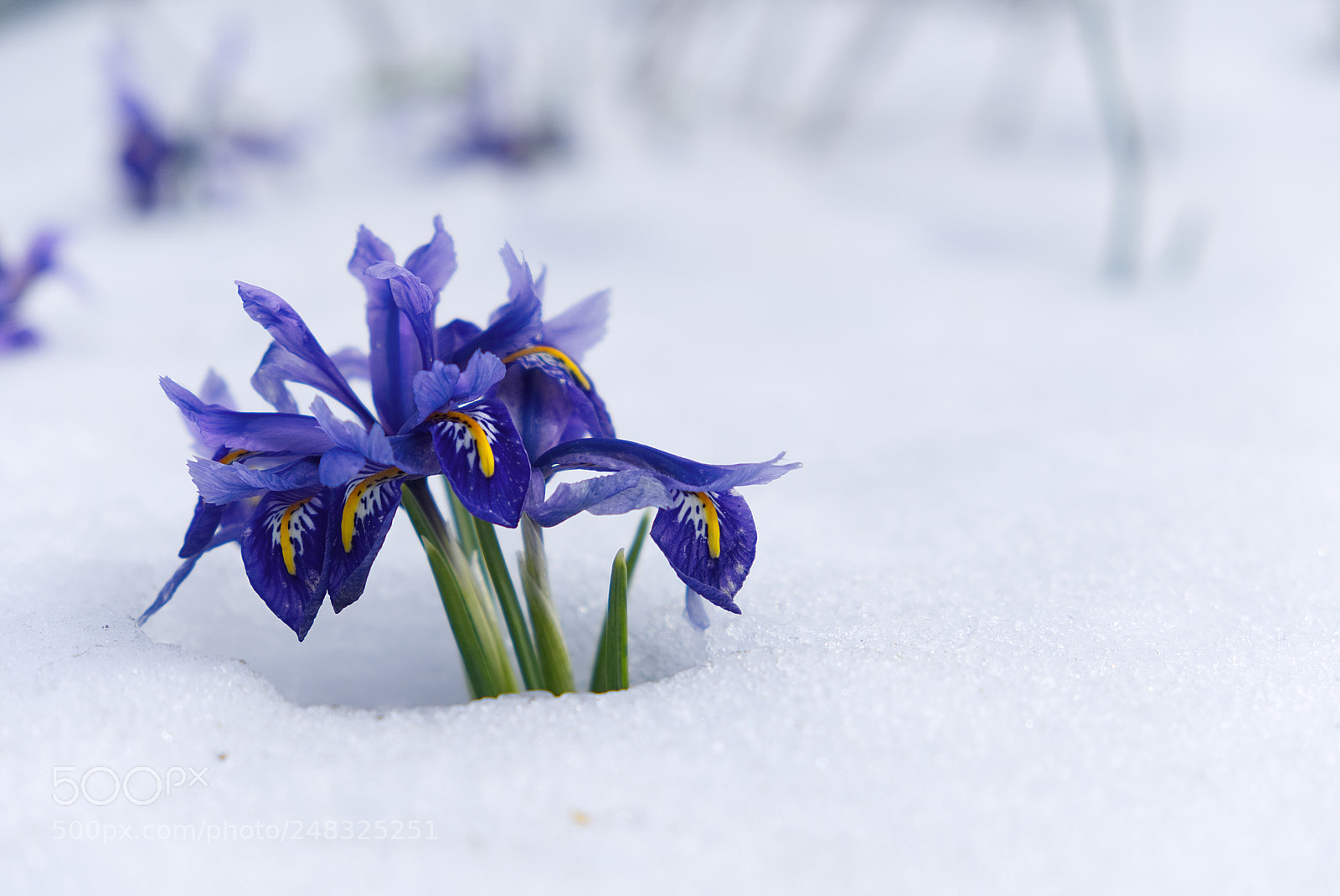 Fujifilm X-T2 sample photo. Springing forth photography
