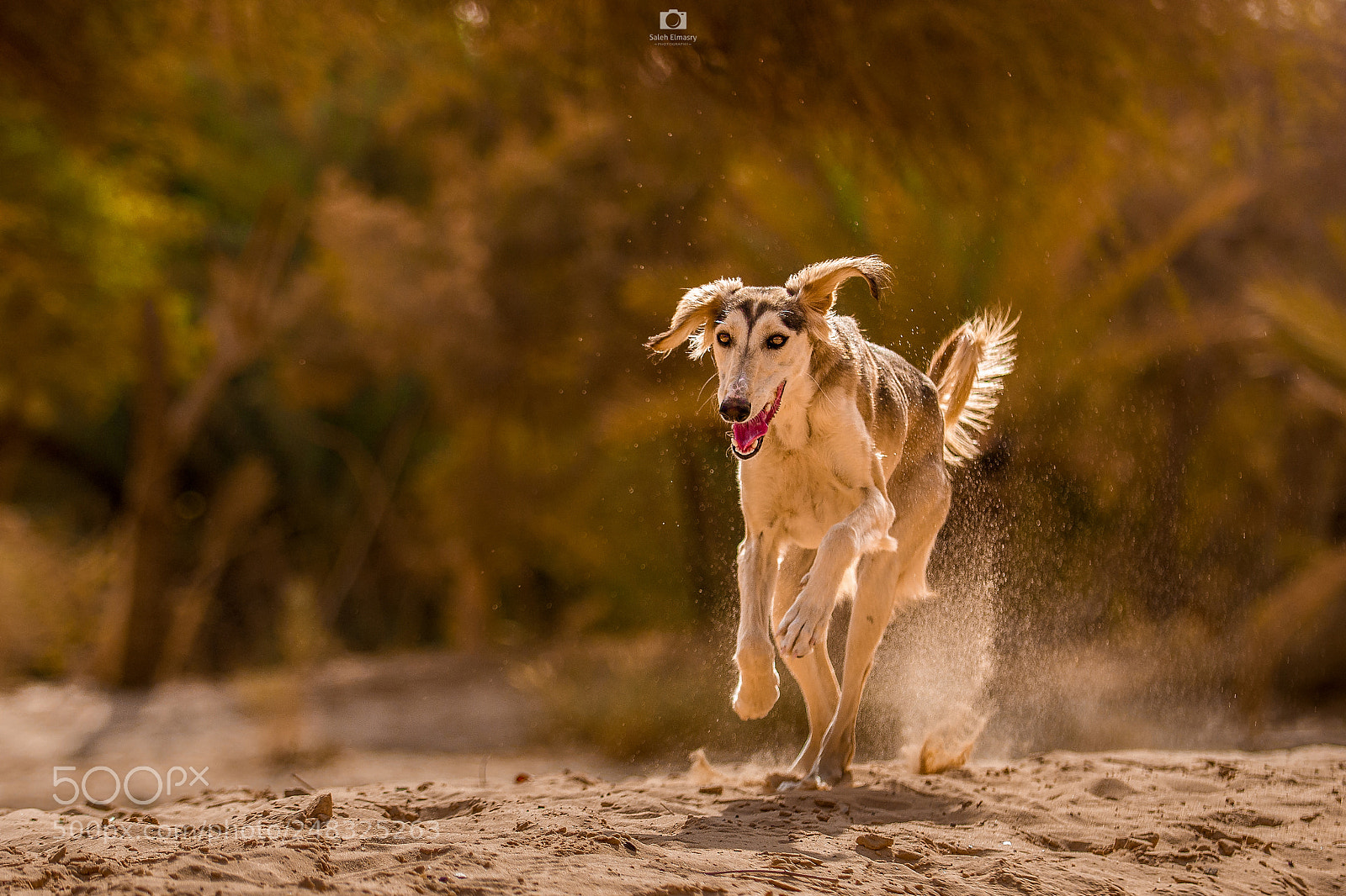 Nikon D800 sample photo. Happy dog photography