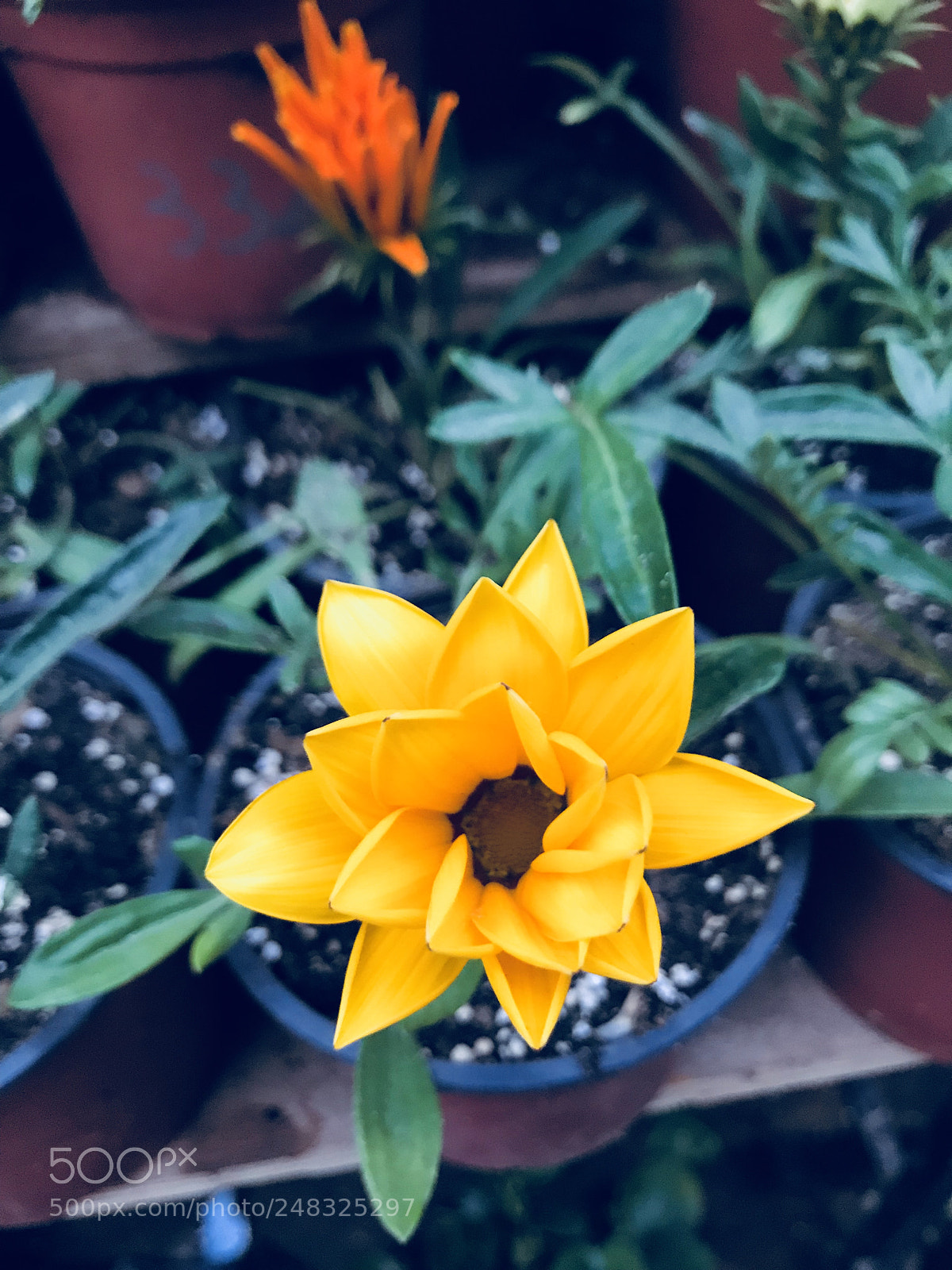 Apple iPhone 7 sample photo. Untitled photography
