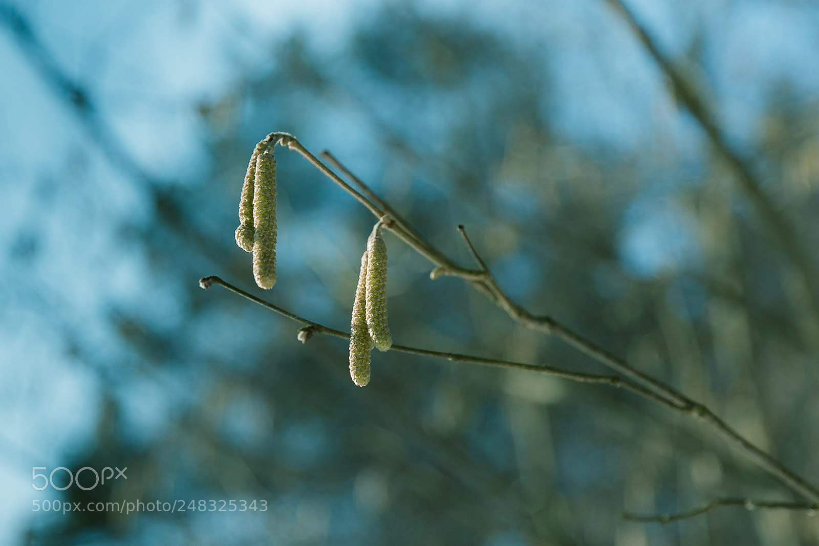 Canon EOS 6D Mark II sample photo. Untitled photography