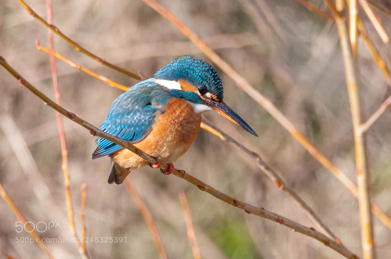 Nikon D90 sample photo. Ijsvogel photography