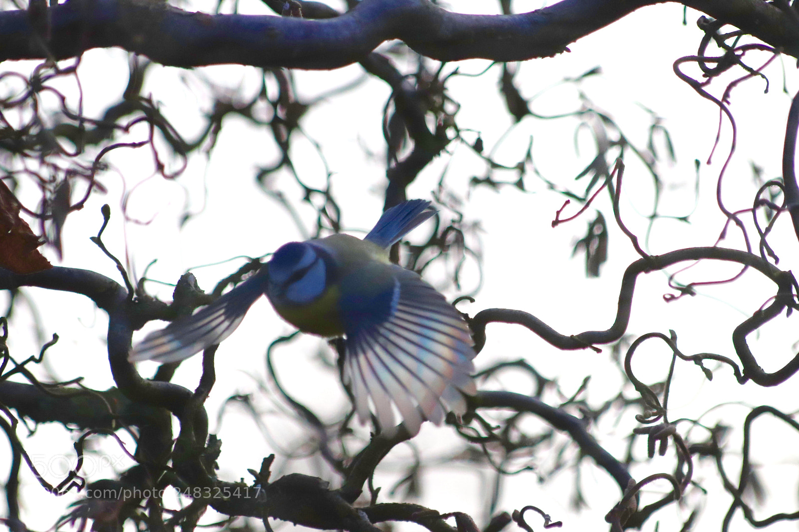Canon EOS 77D (EOS 9000D / EOS 770D) sample photo. Bluetit in flight photography