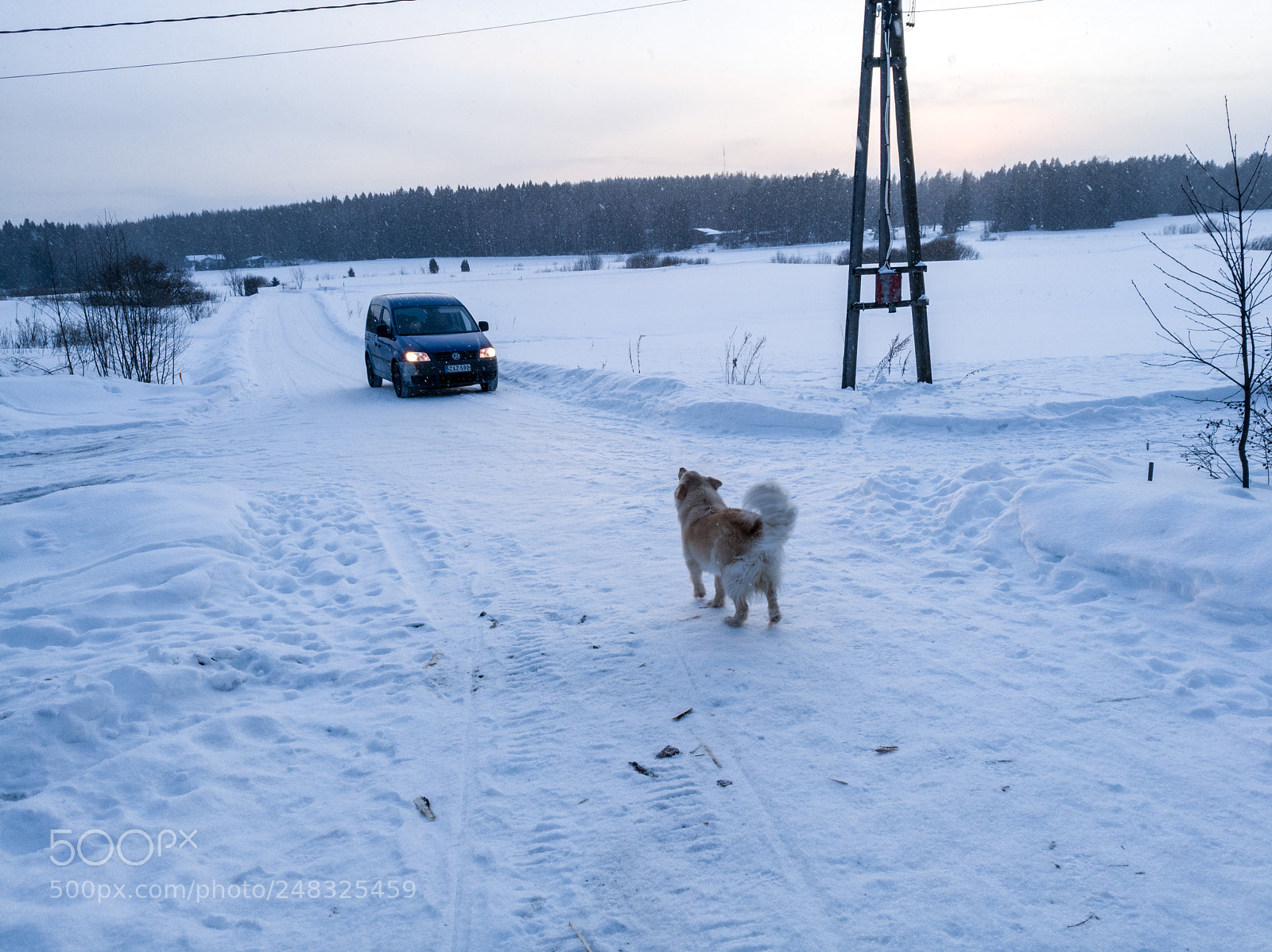 HUAWEI Honor 8 sample photo. Dog barking at car photography