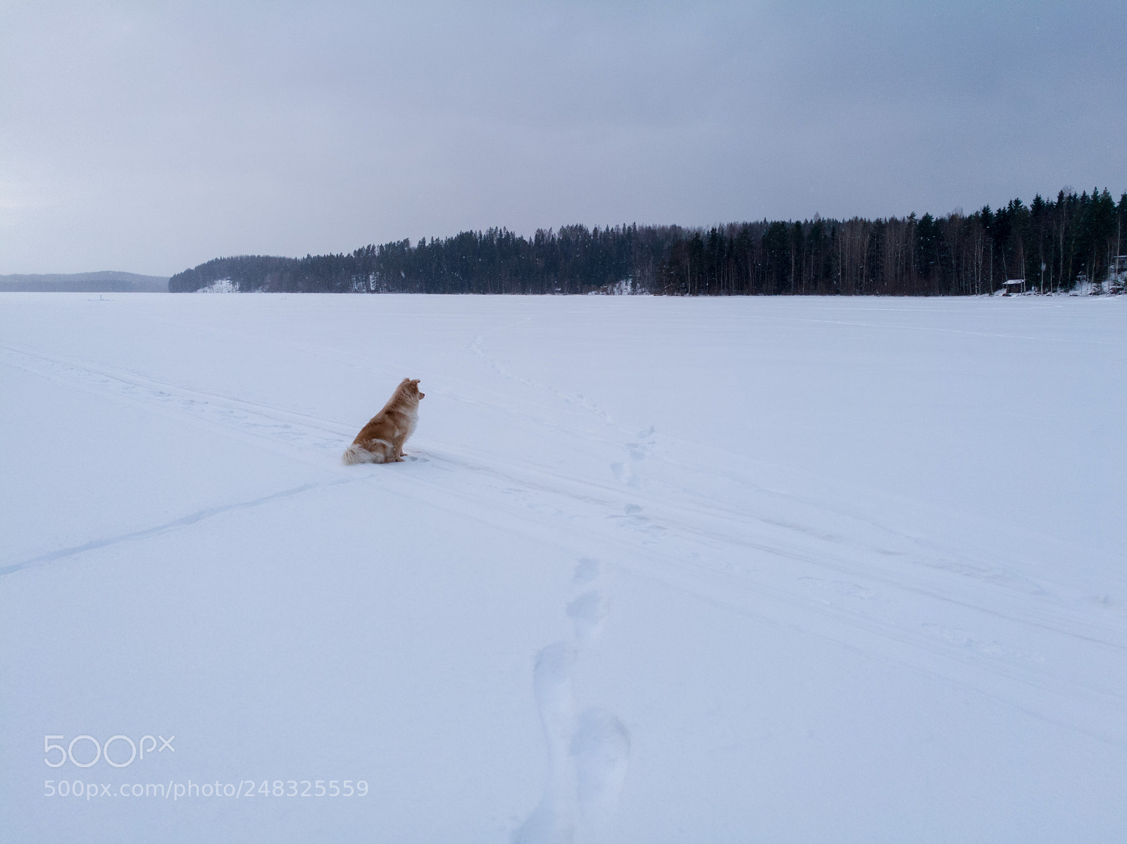 HUAWEI Honor 8 sample photo. Dog on frozen lake photography
