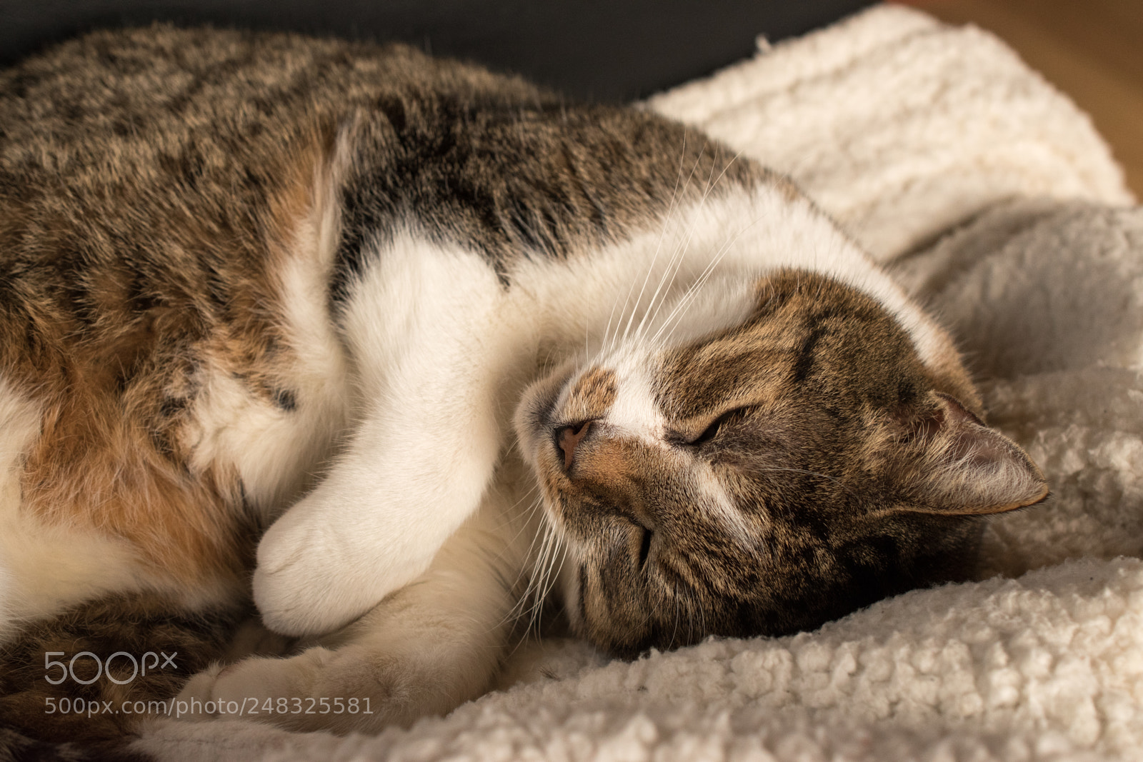 Nikon D5600 sample photo. Cat photography