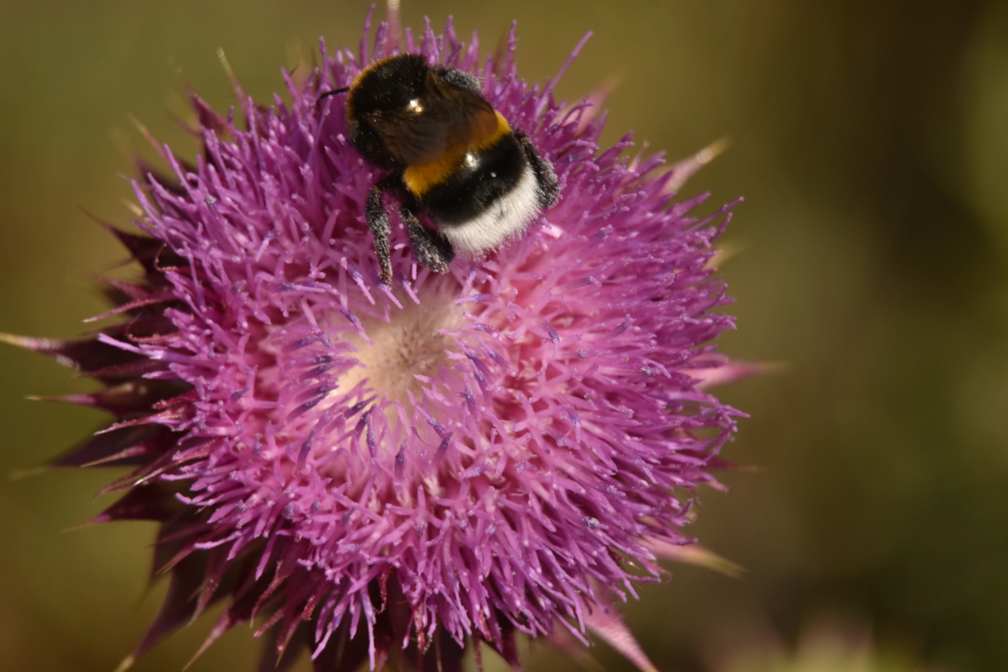 Nikon D5500 sample photo. Little bee photography