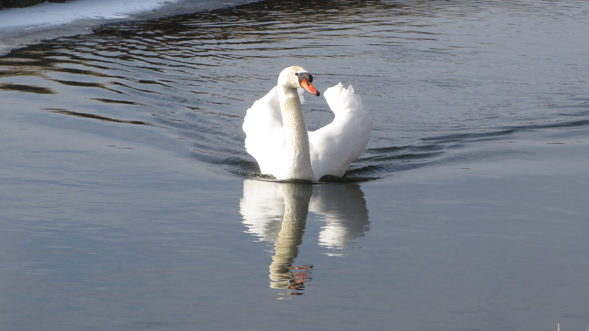 Canon PowerShot ELPH 310 HS (IXUS 230 HS / IXY 600F) sample photo. Swan in the winter photography