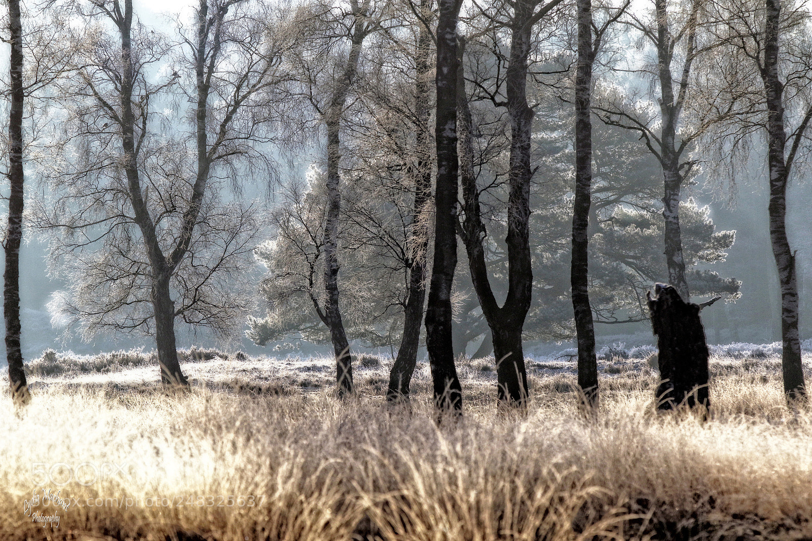 Canon EOS 7D Mark II sample photo. Winter on the moor photography