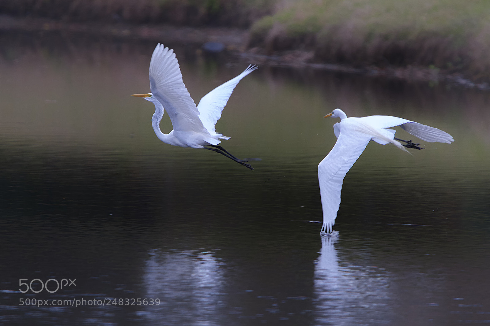 Canon EOS 7D sample photo. Great white egrets in photography