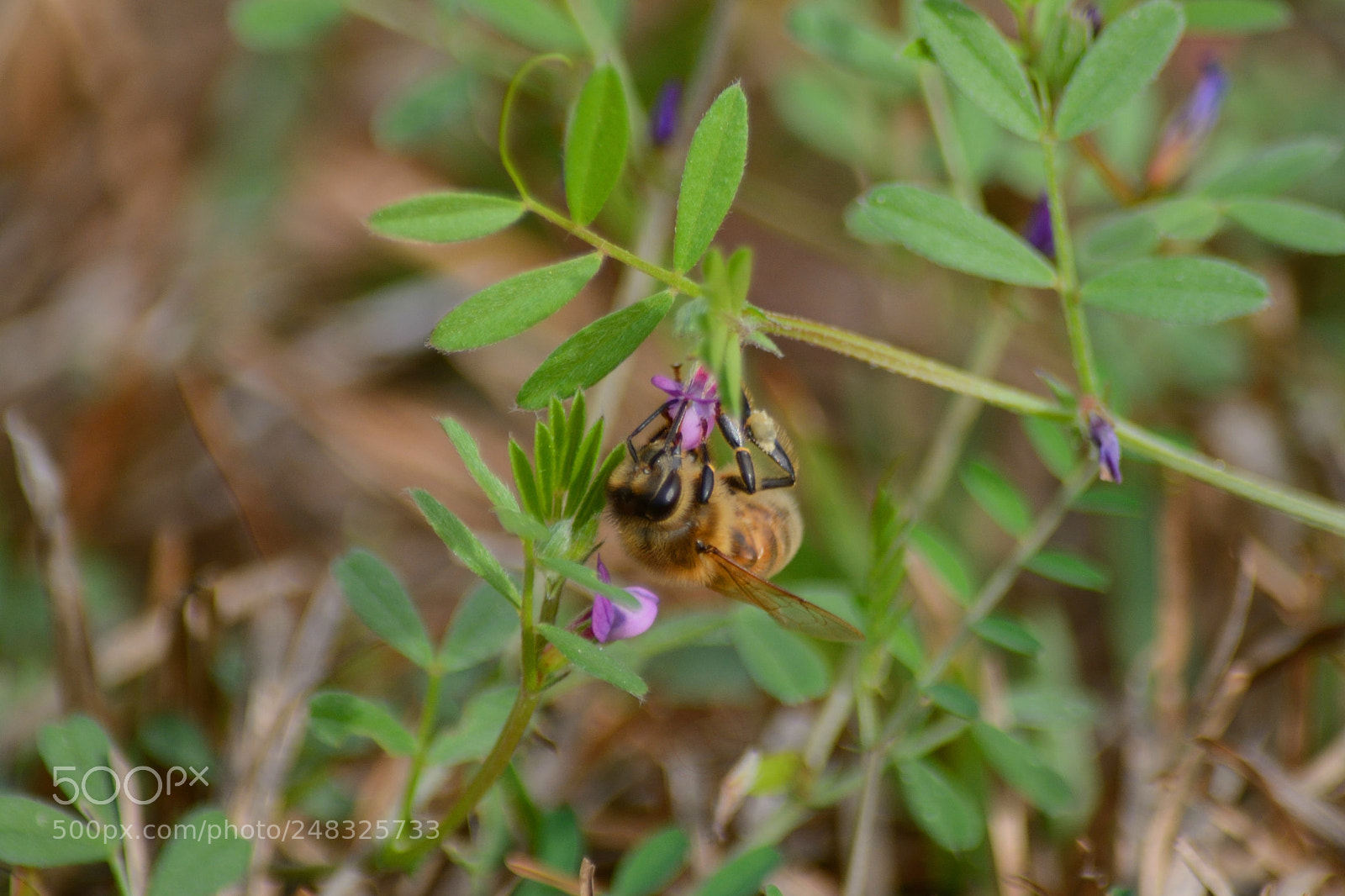 Nikon D7100 sample photo. Collecting photography