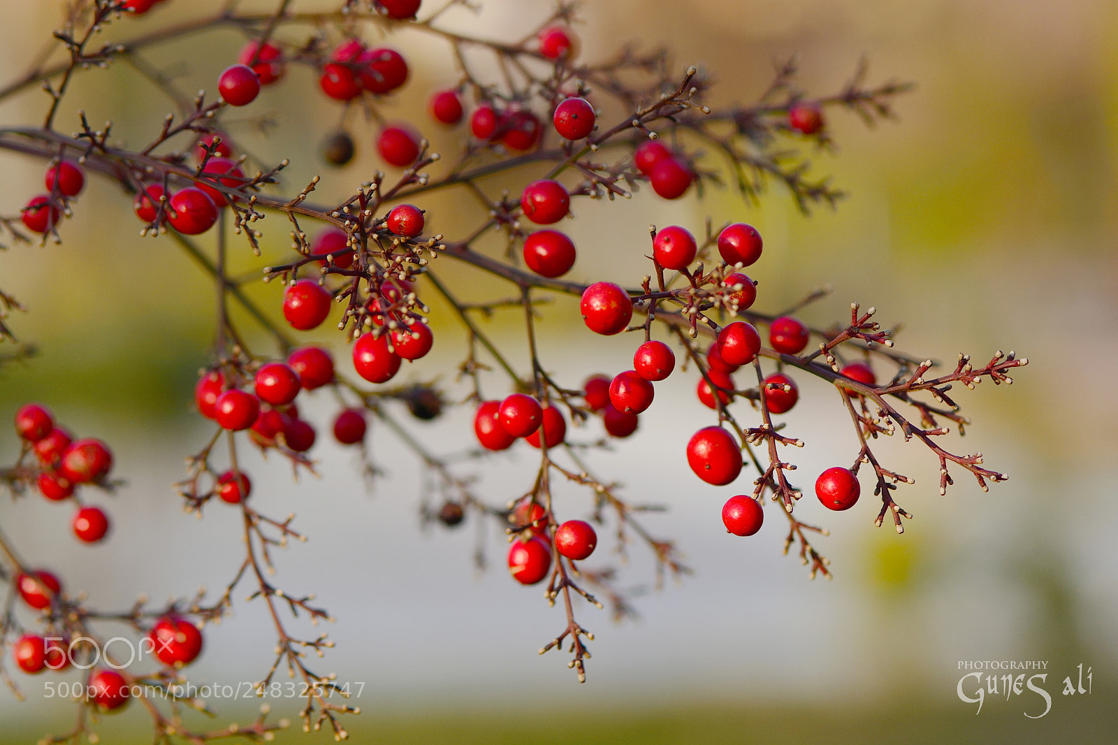 Nikon D7100 sample photo. Kırmızı tomurcuk photography
