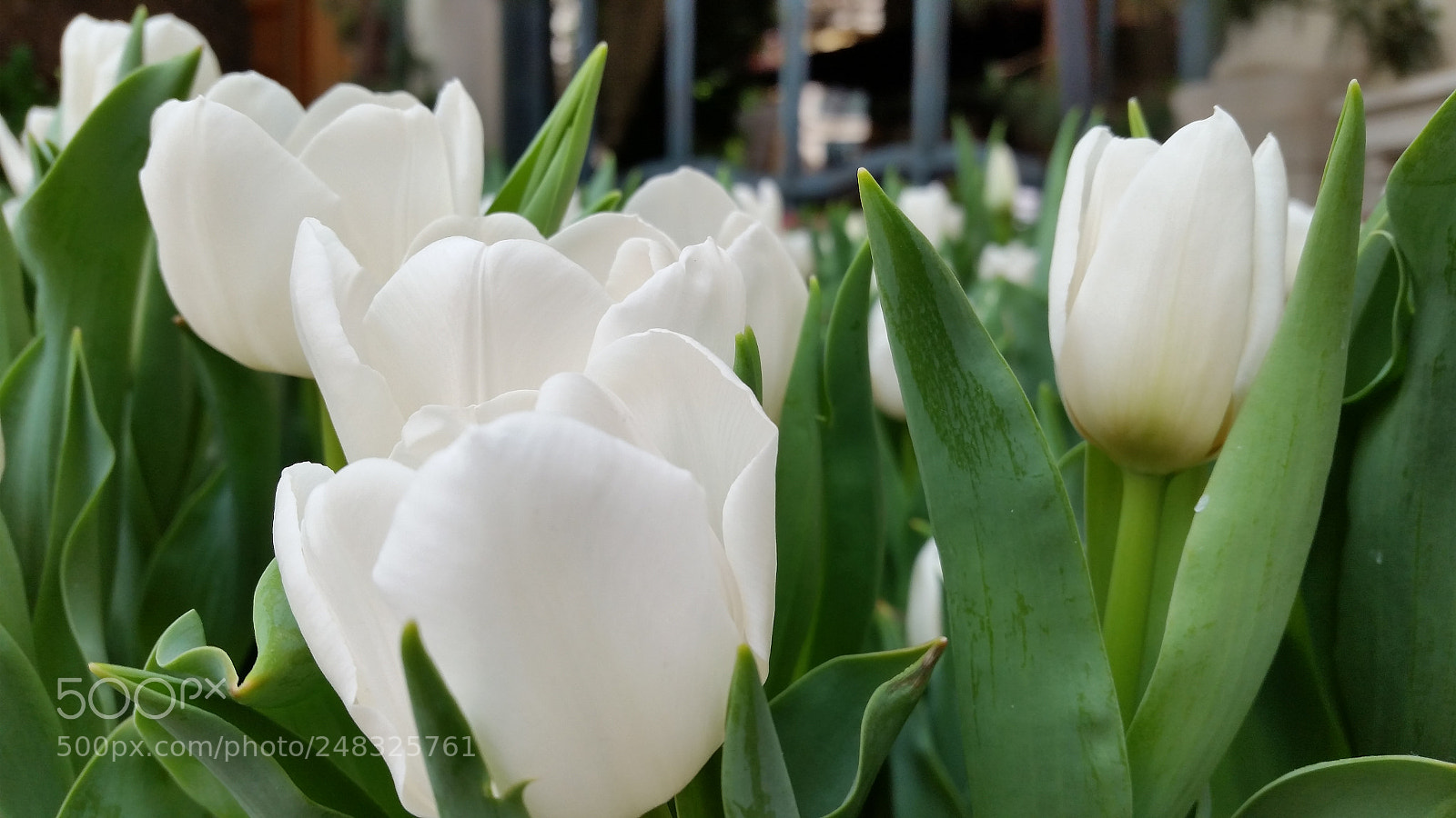 Samsung Galaxy S5 sample photo. Do photography