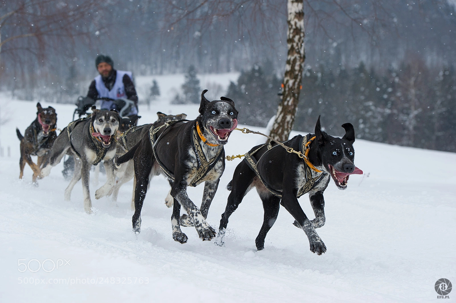 Nikon D3S sample photo. Dog sleds photography