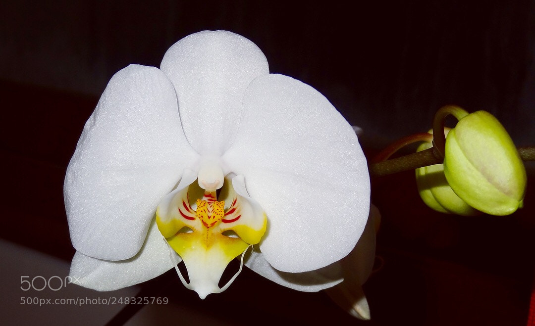 Sony Cyber-shot DSC-HX9V sample photo. Orchide photography