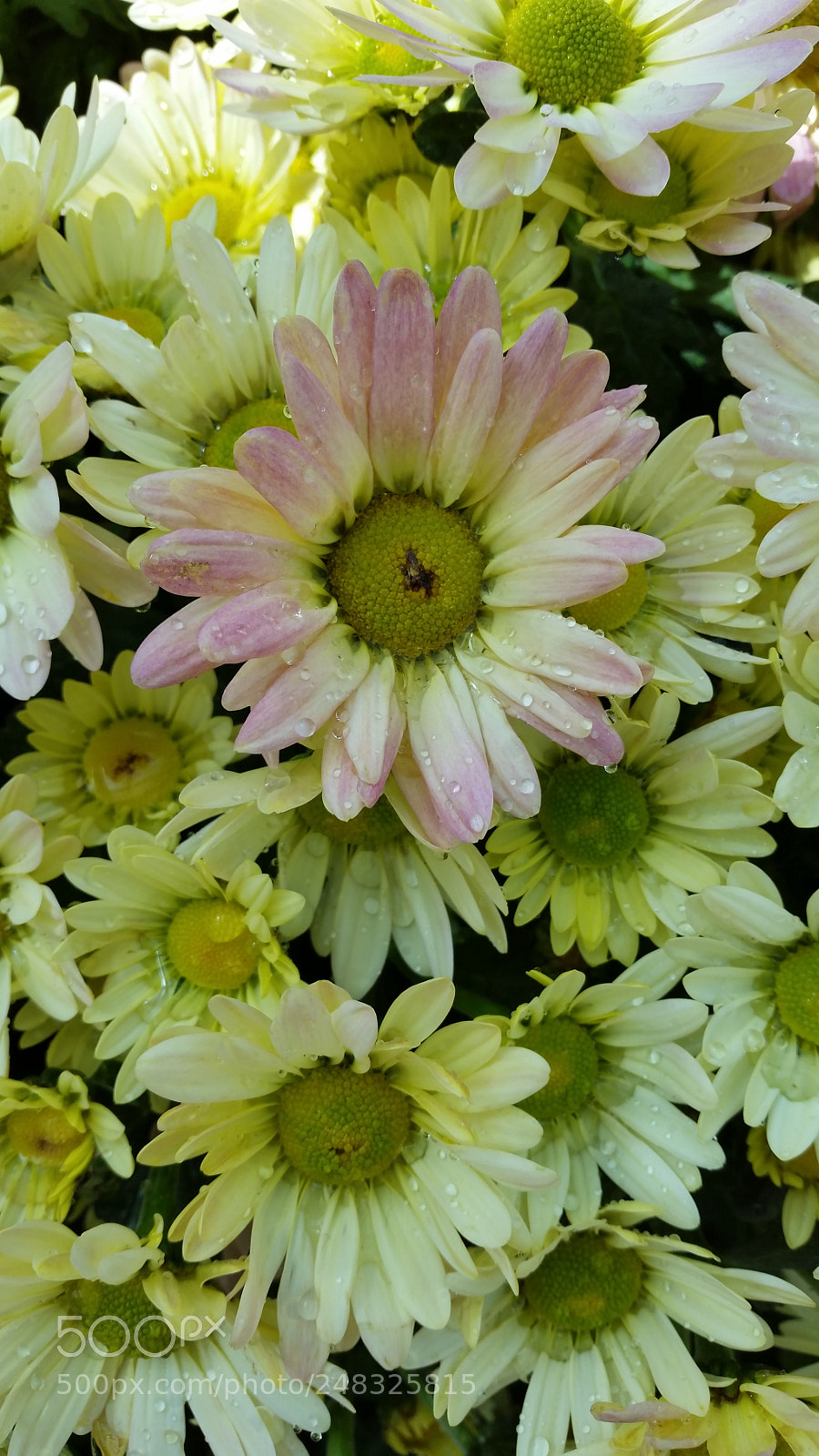 Samsung Galaxy S5 sample photo. Do photography