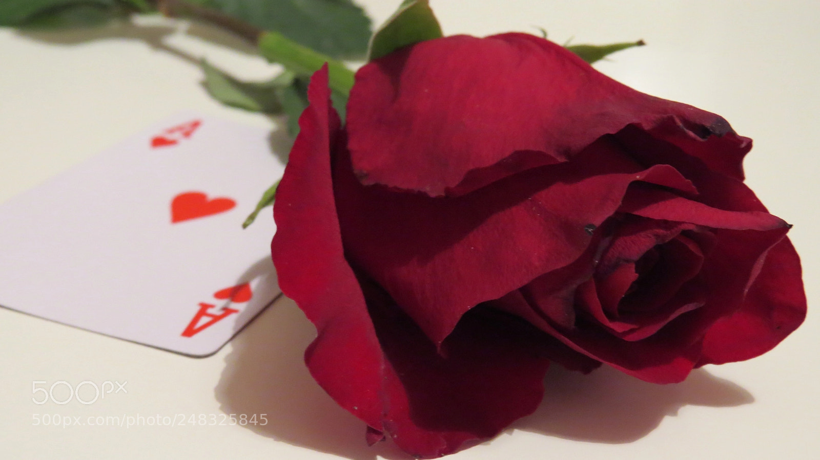 Canon PowerShot SX50 HS sample photo. Ace photography